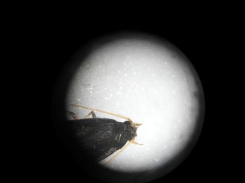 Homaloxestis briantiella